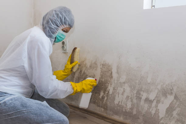 Best Mold Removal for HVAC Installations  in Keyser, WV