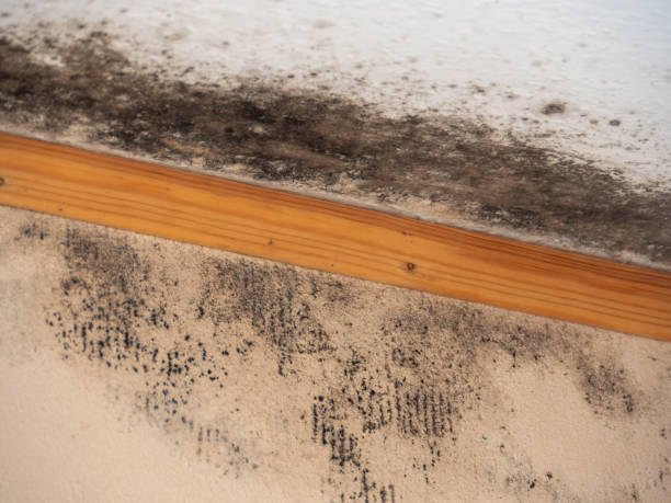 Best Mold-Related Health Consultation  in Keyser, WV