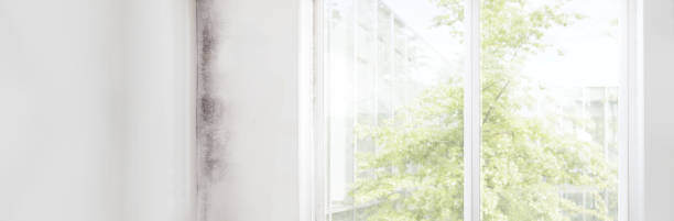 Best Mold Damage Restoration  in Keyser, WV