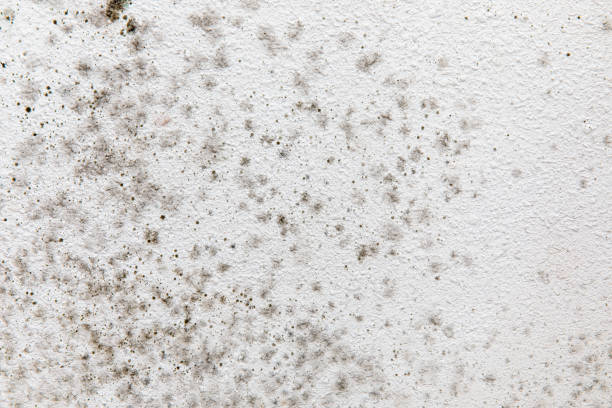 Professional Mold Removal in Keyser, WV