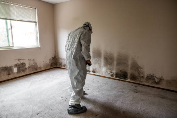 Best Comprehensive Air Testing for Mold Contaminants  in Keyser, WV