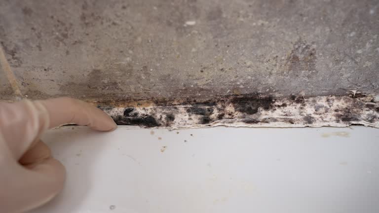 Best Mold Remediation for Healthcare Facilities  in Keyser, WV