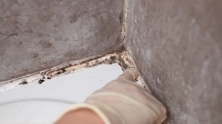 Best Basement Mold Removal  in Keyser, WV